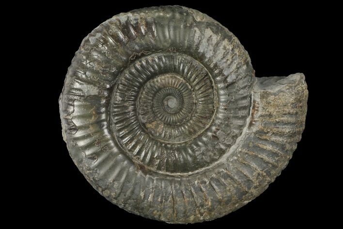 Dactylioceras Ammonite Fossil - England #100475